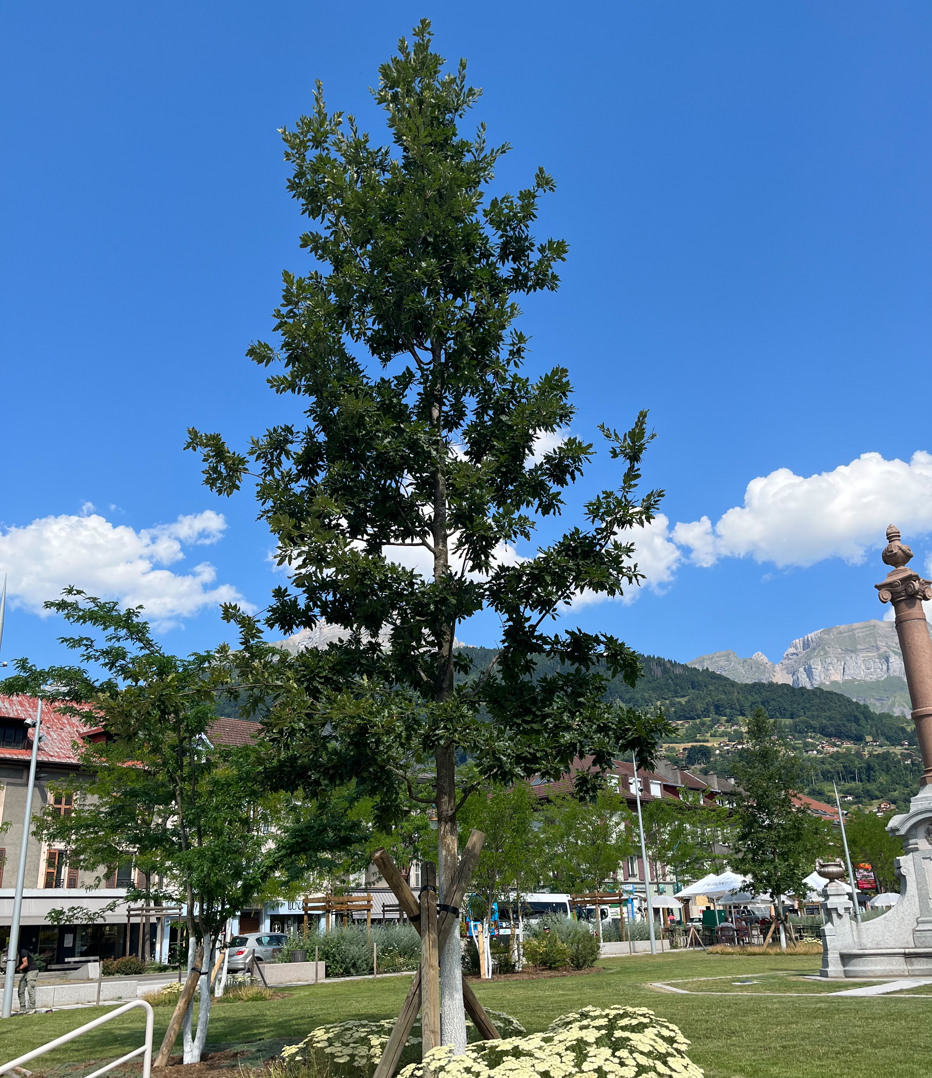 Ein großer Baum auf einem Platz
